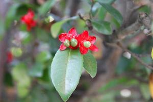 des fleurs rouges avec de jeunes fruits vert clair de micky mouse sont sur le tournage et floutent l'arrière-plan des feuilles vertes. photo