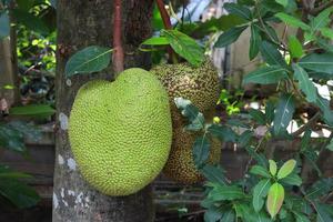 un jeune fruit vert de jack fruit est suspendu à un arbre dans le jardin, en thaïlande. photo