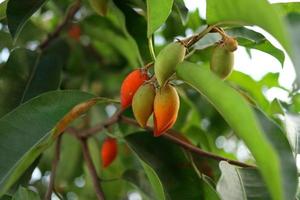 fruits mûrs du bois de balle et fond de feuilles vertes. photo