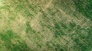 vue aérienne d'une ferme avec plantation de soja ou de haricots. photo