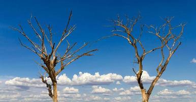 ciel nuageux avec des arbres morts secs. photo