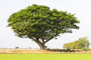 arbre de pluie tentaculaire riz vert. photo