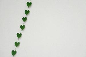 feuilles en forme de coeur sur mur blanc photo