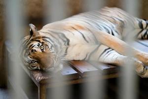 tigre dans une cage de zoo photo