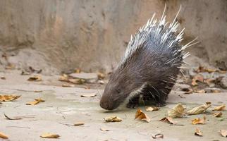 porc-épic malais, porc-épic de l'himalaya, gros porc-épic photo