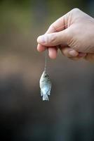 poisson tilapia du nil suspendu à un crochet photo