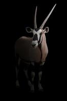 gemsbok ou oryx photo