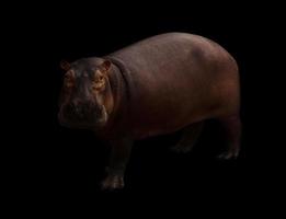 hippopotame dans le fond sombre photo