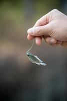 poisson tilapia du nil suspendu à un crochet photo