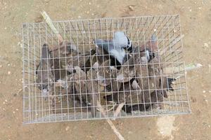 groupe de pigeon en cage photo