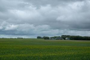 cultures de canola sous couverture nuageuse, saskatchewan, canada. photo