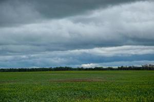 cultures de canola sous couverture nuageuse, saskatchewan, canada. photo