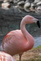 le flamant du Chili, Phoenicopterus chilensis photo