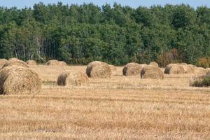 balles de foin après la récolte d'automne dans les prairies canadiennes. photo