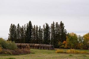 balles de foin après la récolte d'automne dans les prairies canadiennes. photo