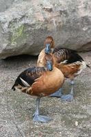 Canard siffleur fauve, dendrocygna bicolor. canard de couleur caramel riche avec un long cou et des pattes. recherchez les pattes et le bec bleu-gris et les rayures blanches sur les côtés. photo