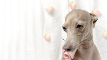 portrait de chien lévrier italien de pure race avec des roses photo
