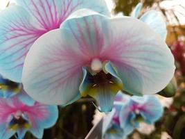 fleur d'orchidée cultivée en serre rose et bleu photo