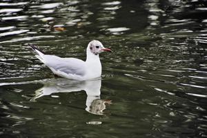 une vue d'une mouette à tête noire photo