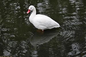 un gros plan d'un cygne coscoroba photo