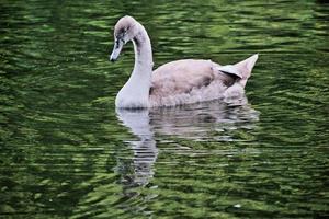 une vue d'un cygnet cygne muet photo