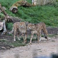 un gros plan d'un guépard à l'affût photo