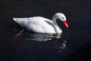 un gros plan d'un cygne coscoroba photo