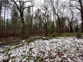 une vue sur la forêt de delamere dans le cheshire en hiver photo