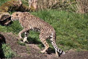 un gros plan d'un guépard à l'affût photo