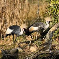 un gros plan d'une grue couronnée photo