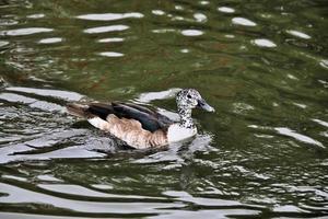 une vue d'un canard colvert photo