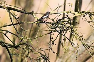 un gros plan d'un pinson photo