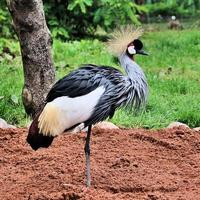 un gros plan d'une grue couronnée photo