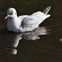 une vue d'une mouette à tête noire photo