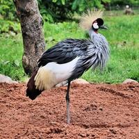 un gros plan d'une grue couronnée photo