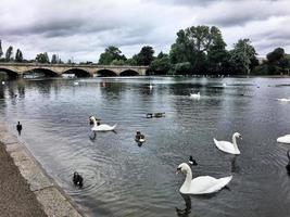 une vue de quelques oiseaux sur un lac à Londres photo