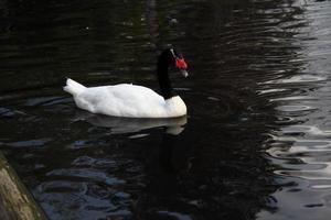 un gros plan d'un cygne à col noir photo