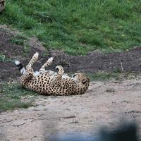 un gros plan d'un guépard à l'affût photo