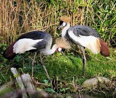 un gros plan d'une grue couronnée photo