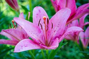 fond de fleur d'été. belles photos de fleurs de lilium à l'extérieur.