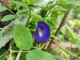 la plante à fleurs clitoria ternatea est une liane que l'on trouve généralement dans les jardins ou en lisière de forêt photo