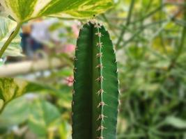 cactus très fertile photo