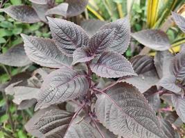 plante de shiso avec le nom scientifique perilla frutescens var. crispa cette plante vient des régions montagneuses de chine et d'inde photo