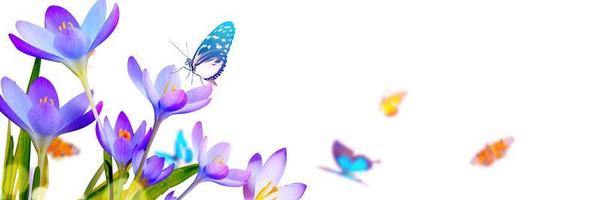 fleurs de crocus dans un flou sur une journée de printemps ensoleillée avec papillon photo
