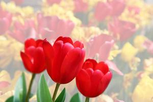 belles tulipes. fond de nature printanière pour la conception de bannières et de cartes web. photo