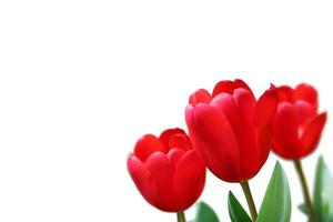 belles tulipes. fond de nature printanière pour la conception de bannières et de cartes web. photo