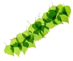 rangée de feuilles de bouleau vert photo