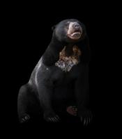ours malais sur fond sombre photo