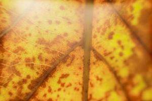 fond de feuilles d'automne avec des rayures et des cellules. mise au point douce photo