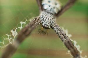 gros plan macro d'araignée. mise au point douce. mise au point sélective photo